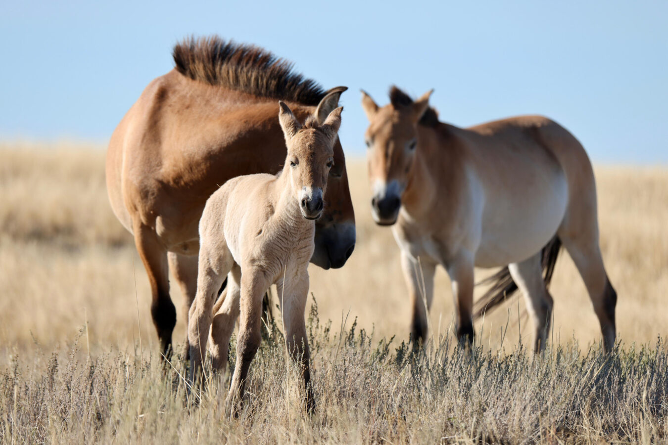 Przewalski-Fohlen im Wiederansiedlungszentrum Alibi in Zentralkasachstan