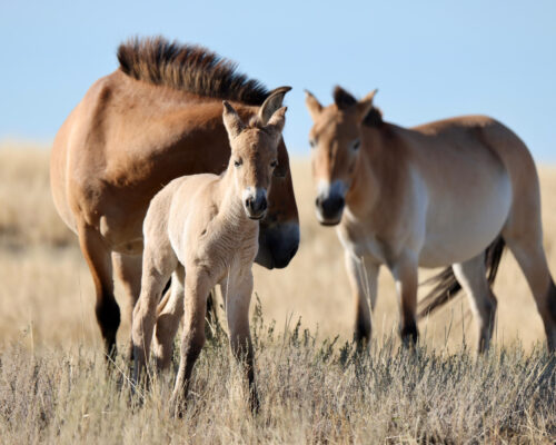 Przewalski-Fohlen im Wiederansiedlungszentrum Alibi in Zentralkasachstan