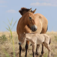 Przewalski-Fohlen mit seiner Mutter Tessa im Wiederansiedlungszentrum Alibi