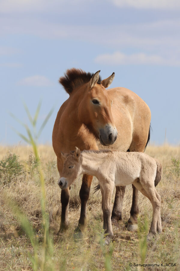 Przewalski-Fohlen mit seiner Mutter Tessa im Wiederansiedlungszentrum Alibi