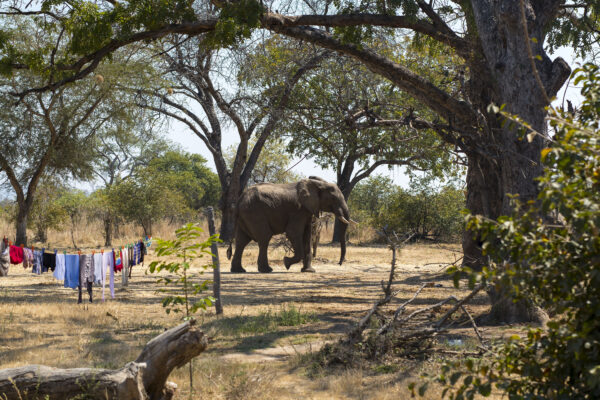 An African elephant walks near a clothesline with colorful laundry hanging to dry in a rural settlement in Zambia, surrounded by trees and dry vegetation. Copy